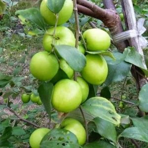 76 Gambar Pohon Apel Hijau HD 76 Gambar Pohon Apel Hijau HD