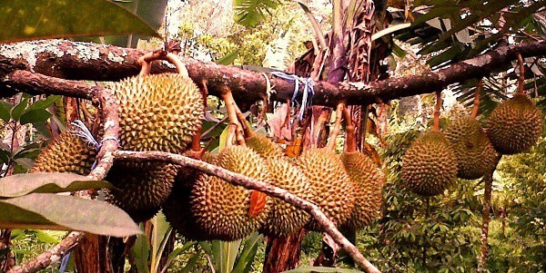 87 Gambar Pohon Durian Unggul 87 Gambar Pohon Durian Unggul