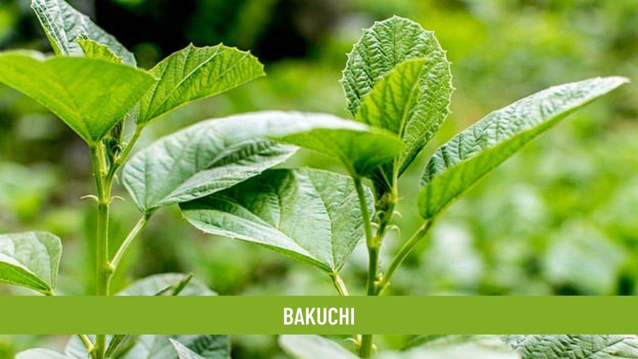 Bakuchi Health Benefits, Uses, Dosage and Side Effects