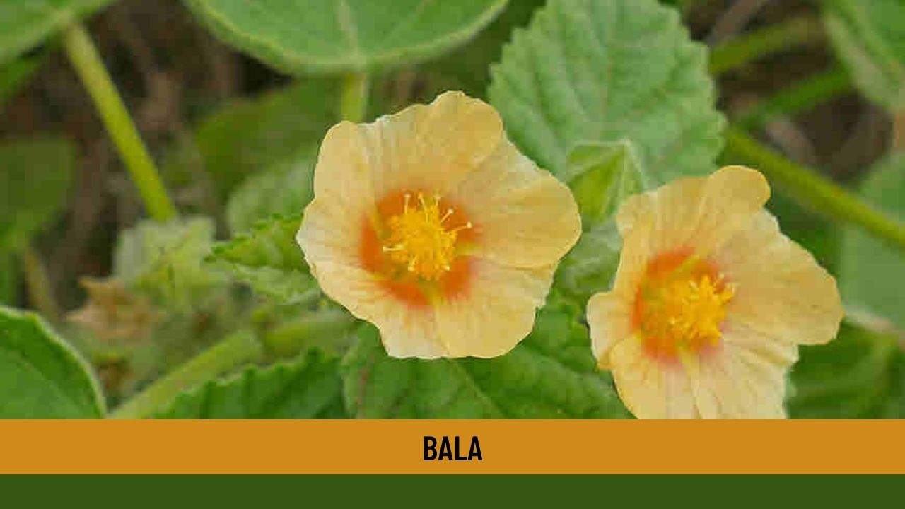 An Ayurvedic Herb Impressive Benefits of Bala { part 1 }
