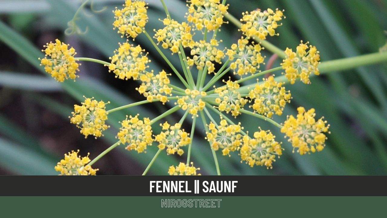 Also known as Saunf in Hindi, Fennel seeds are some of the most popular