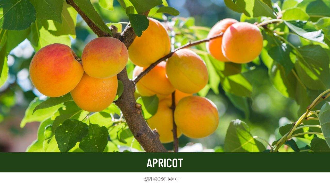 Apricot Health Benefits, Uses, Dosage and Side Effects