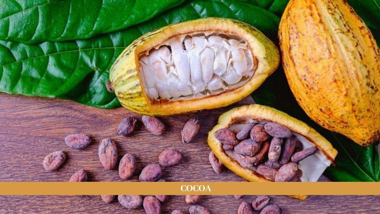Cocoa Health Benefits, Uses, Dosage and Side Effects