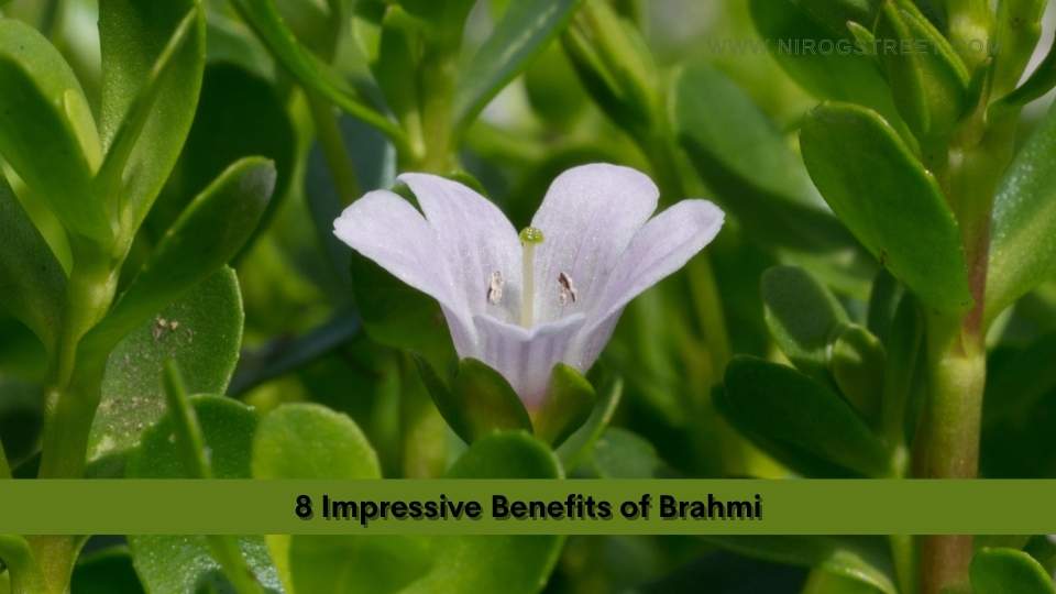 8 Impressive Benefits of Brahmi The Medicinal Ayurvedic Herb