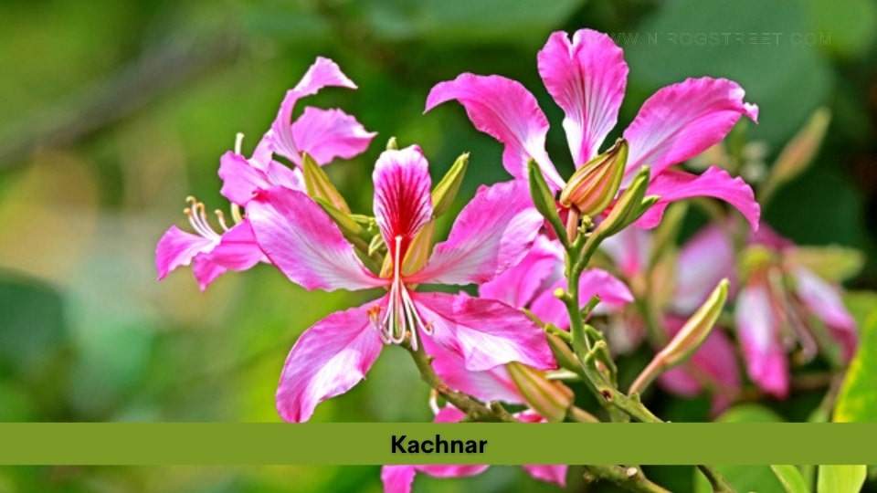 Kachnar Health Benefits, Uses, Dosage and Side Effects