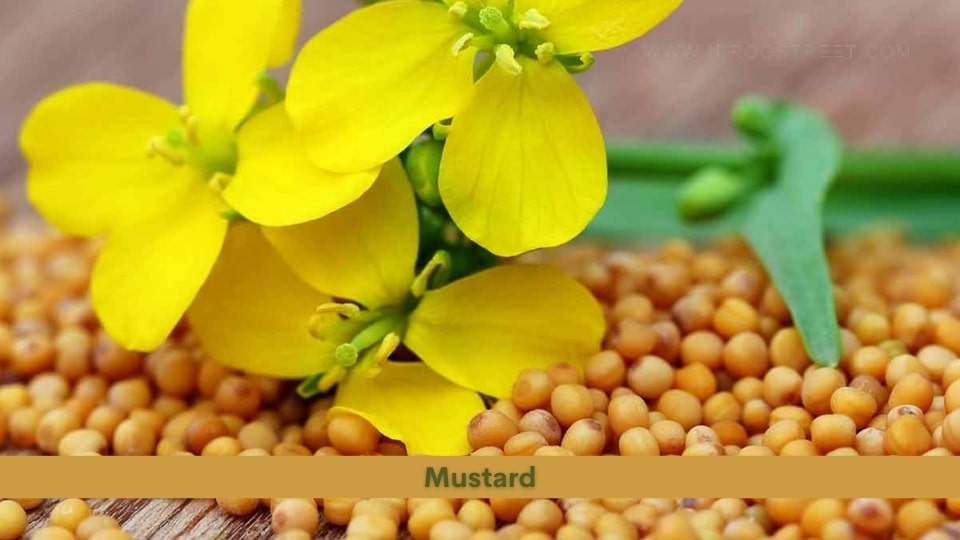 Mustard Health Benefits, Uses, Dosage and Side Effects