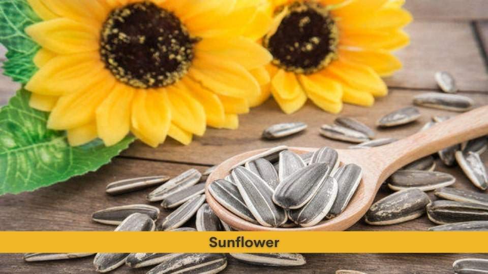 Sunflower Health Benefits, Uses, Dosage and Side Effects