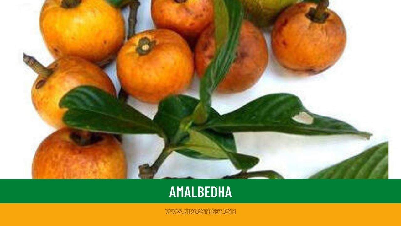 Amalbedha