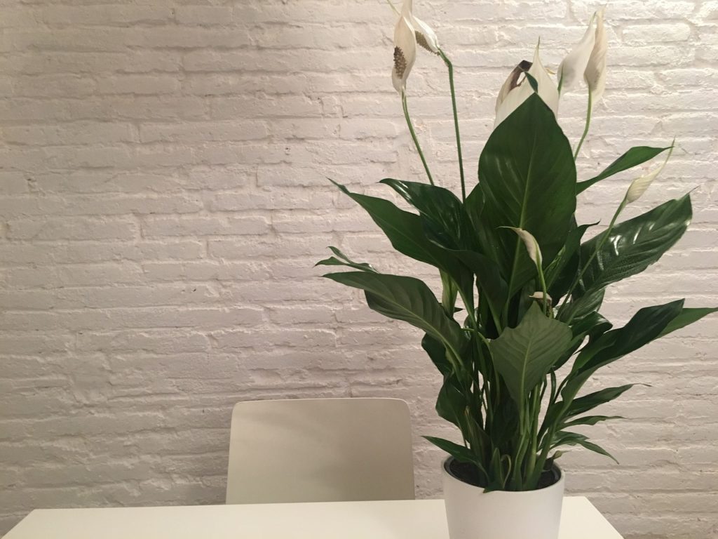 Design Decoration Inside Plant White Peace Lily