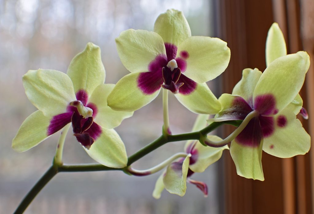 Yellow Phalaenopsis Red Orchid Hybrid Phalaenopsis
