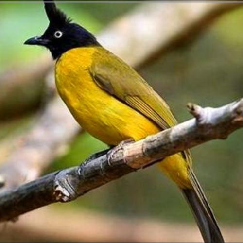Aku Seekor Burung Tiong Osem
