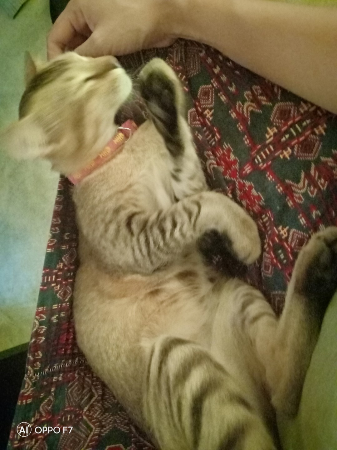 Kucing Suka Lekat Dgn Org Mengandung Hai Mommy2 Sihat Ke Tu