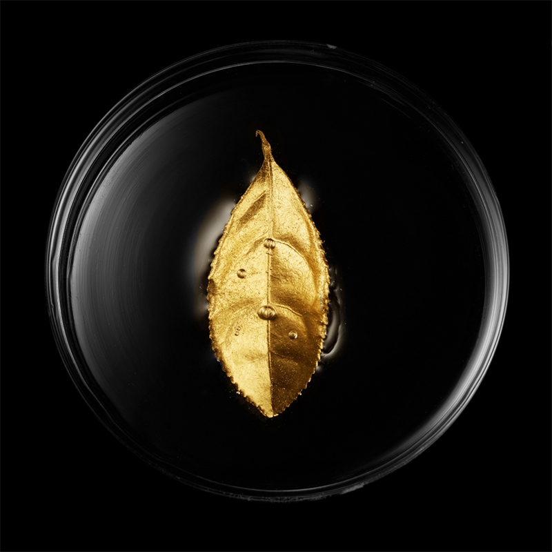 煥采活膚高效精華療程套裝