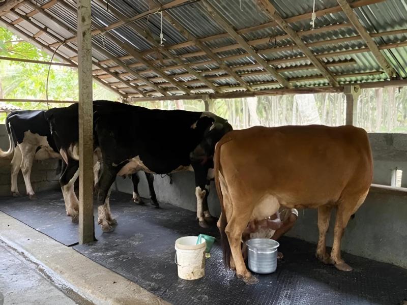 Cow Rubber Mat Livestock Flooring And Protection Mat
