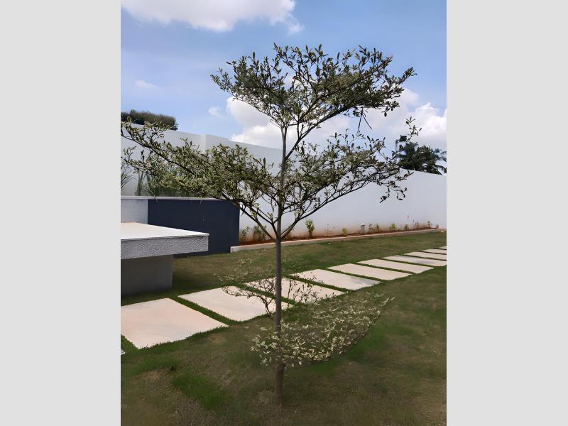 Hotels and Resorts Landscaping Services for Hospitality Properties