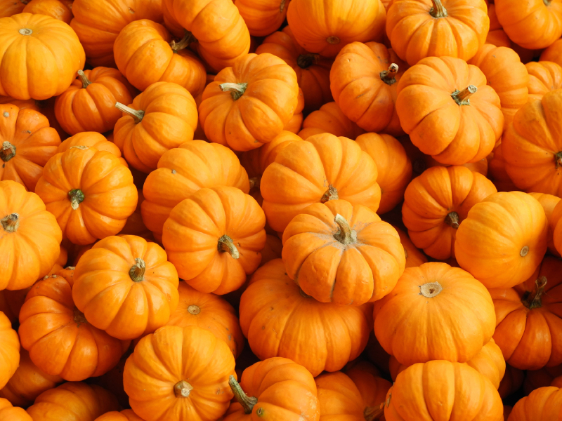 Fresh Pumpkin Premium Grade Farm Fresh Vegetable