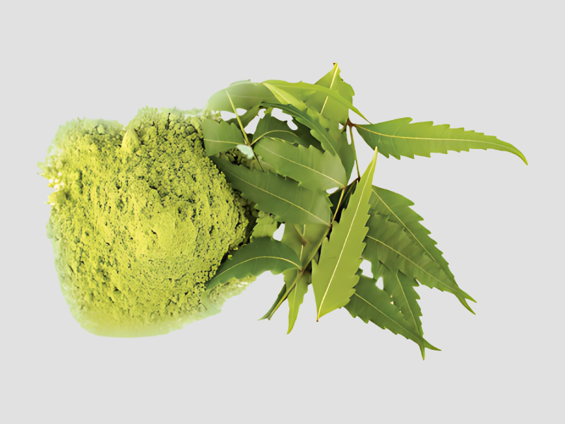 Dried Ineem Leaf Powder Used In Organic Practices