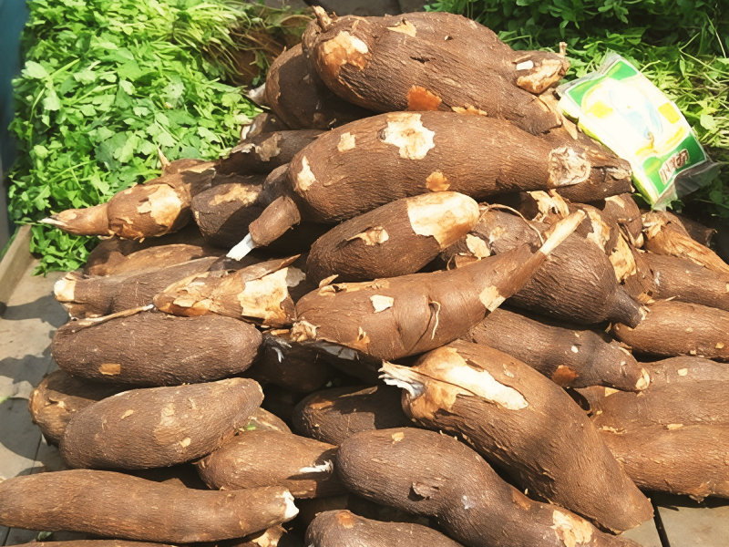 Fresh Tapioca Roots