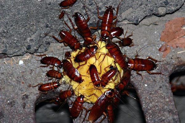 bả gián.jpg