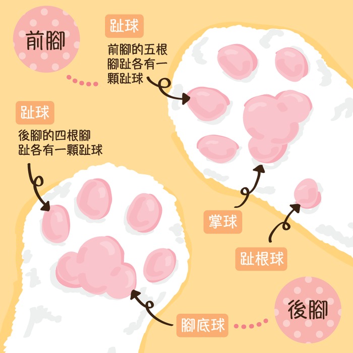 猫猫肉球的秘密