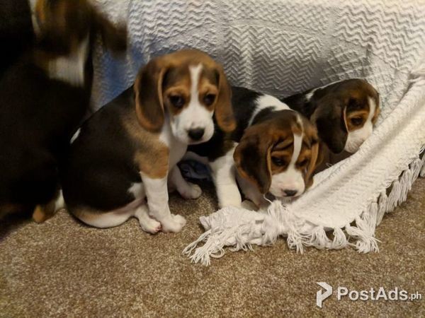 beagle puppies week by week
