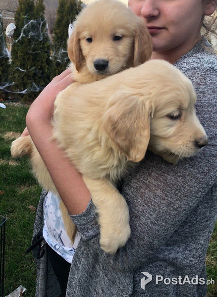 Male And Female Golden Retriever Puppies Available Postads Ph