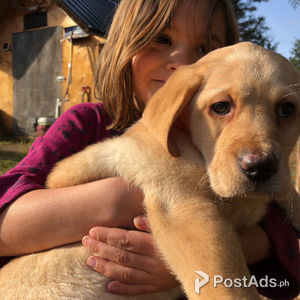 started labrador retrievers for sale