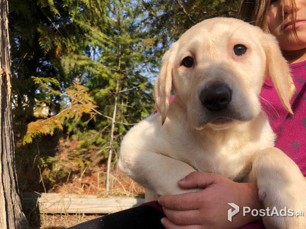 labrador puppies for