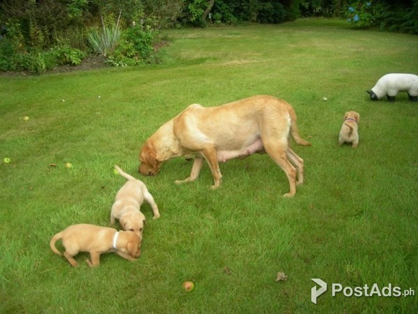 started labrador retrievers for sale