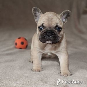 cheap frenchies for sale