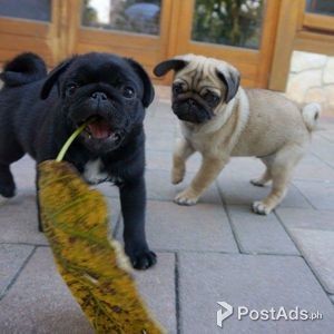 full breed pugs for sale