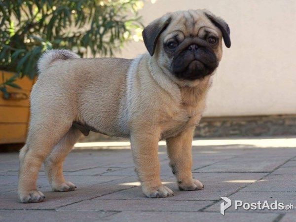 How Much Pug Cost In Philippines