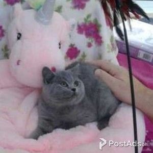 British Shorthair Cats In Philippines Postads Ph