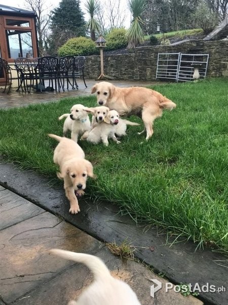 Adorable Golden Retriever Puppies For Sale Postads Ph