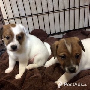 parson russell puppy