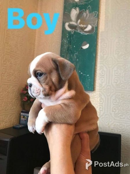 purebred english bulldog puppies for sale