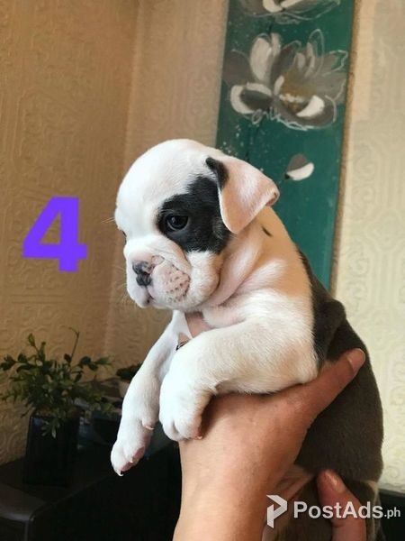 kc french bulldog puppies