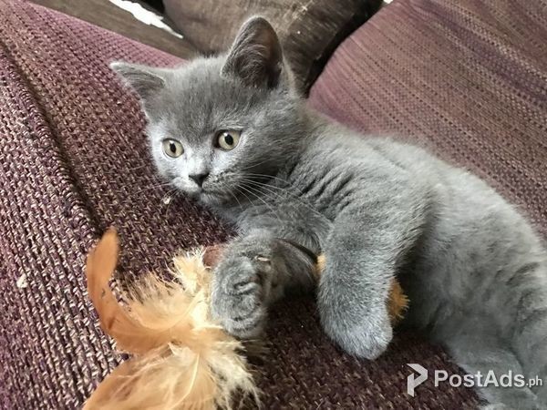 2018 Xmas British Shorthair Blue Boy Kittens Postads Ph