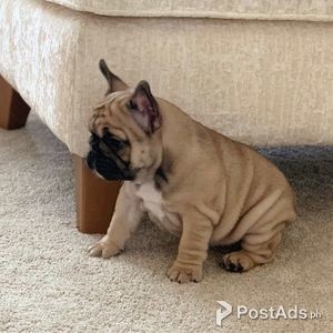french bulldog girl for sale