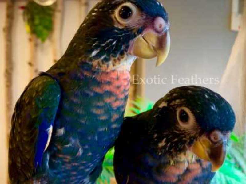 Hand Reared Baby Bronze Winged Pionus For Sale PostAds.ph