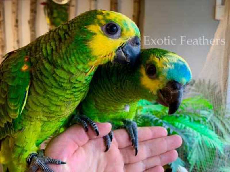 Hand Reared Blue Fronted Amazon Parrots For Sale PostAds.ph