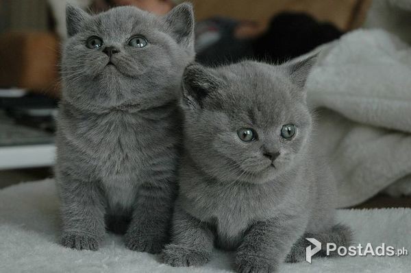 British Short Hair Kitten For Sale Postads Ph
