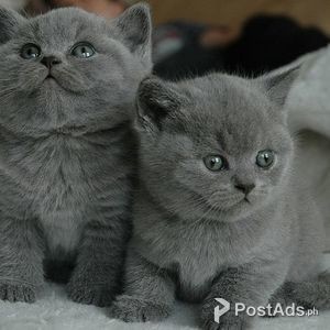 english blue kitten
