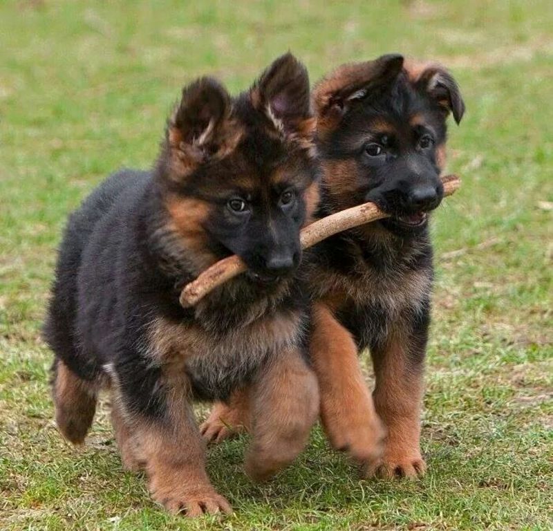 German Shepherd Puppies Postads Ph