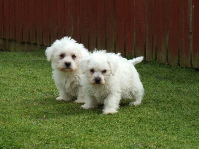 st bernard 3 months old