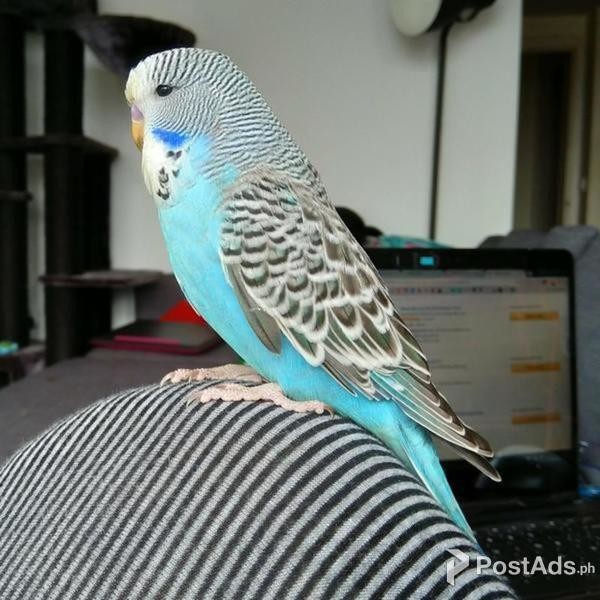 tamed budgies for sale
