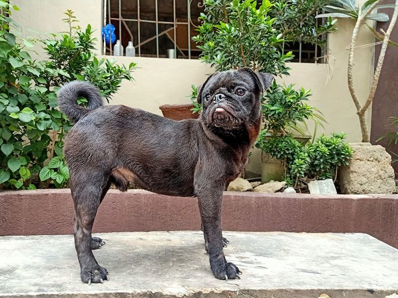 PUG for sale PostAds.ph