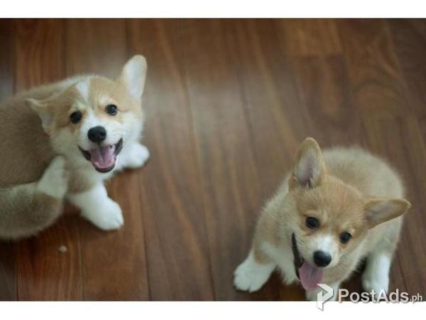 fawn corgi puppy