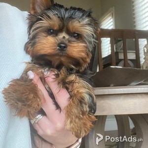 small yorkies for adoption