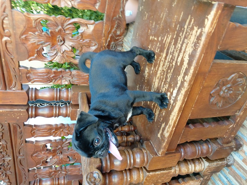 Black Male Pug Puppy ph and us champ line PostAds.ph